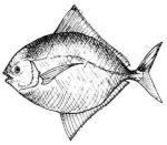 The White Pomfret