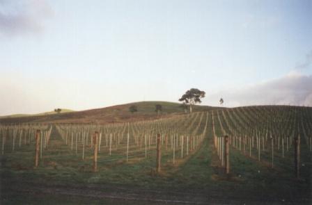Vineyard in Murrindindi