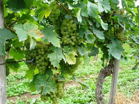whitegrapes1.jpg
