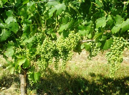 young-merlot-grapes.jpg