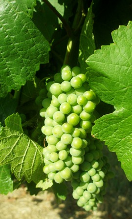 young-pinot-grapes.jpg