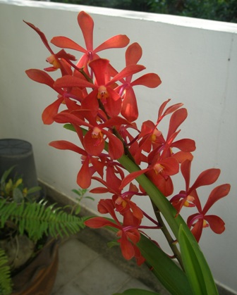 orchid-bkk1