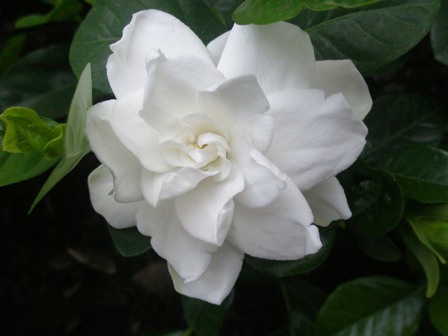 a-flowwer-a-day a-flowwer-a-day